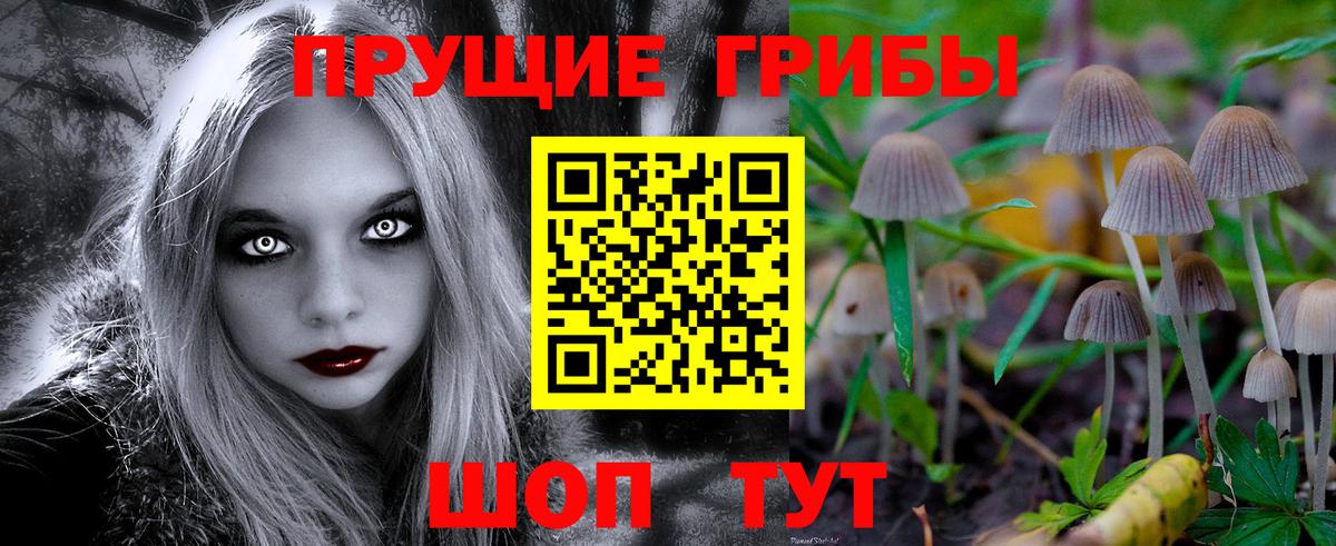 Псилоцибиновые грибы Psilocybine cubensis Пугачёв